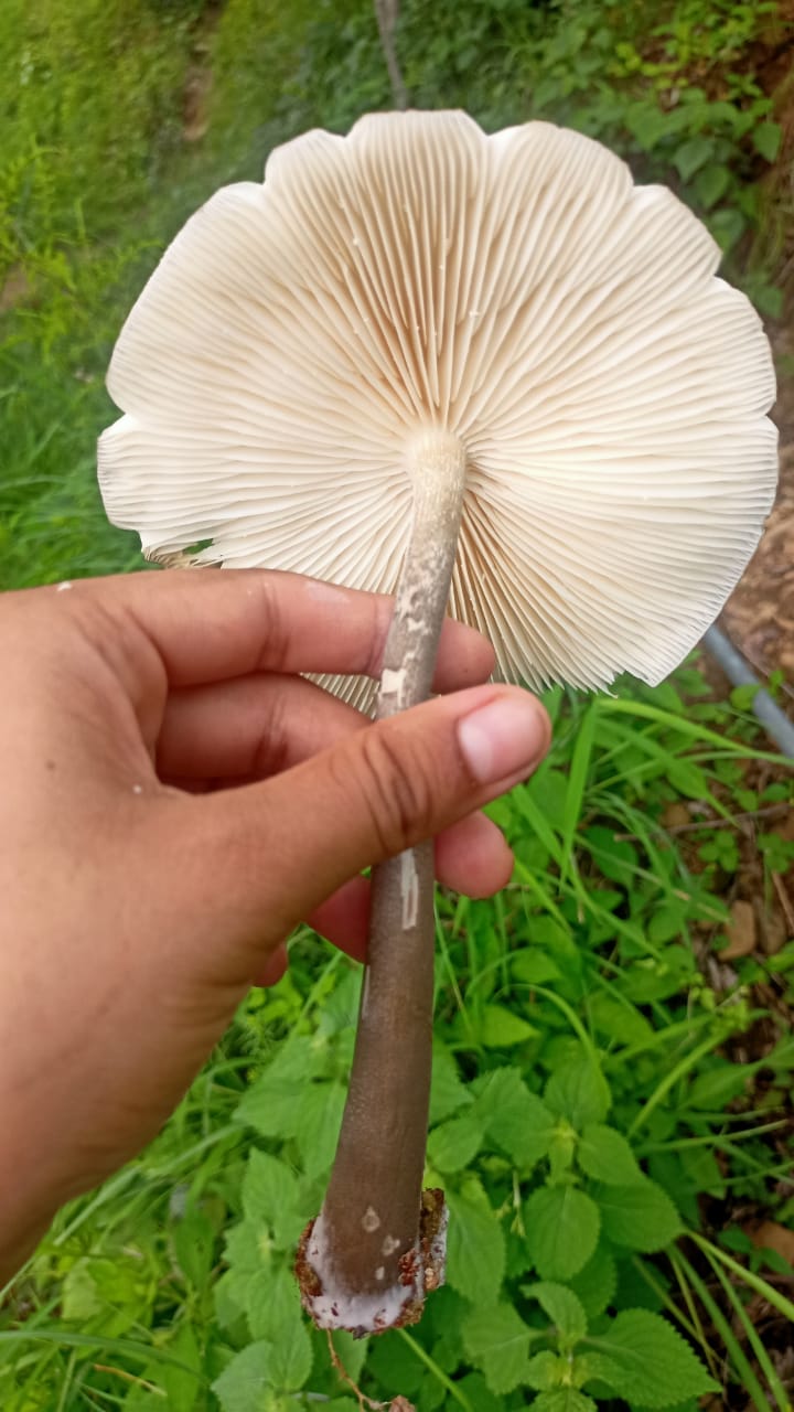 Macrolepiota procera (Scop.) Singer. -Fri (फरि)