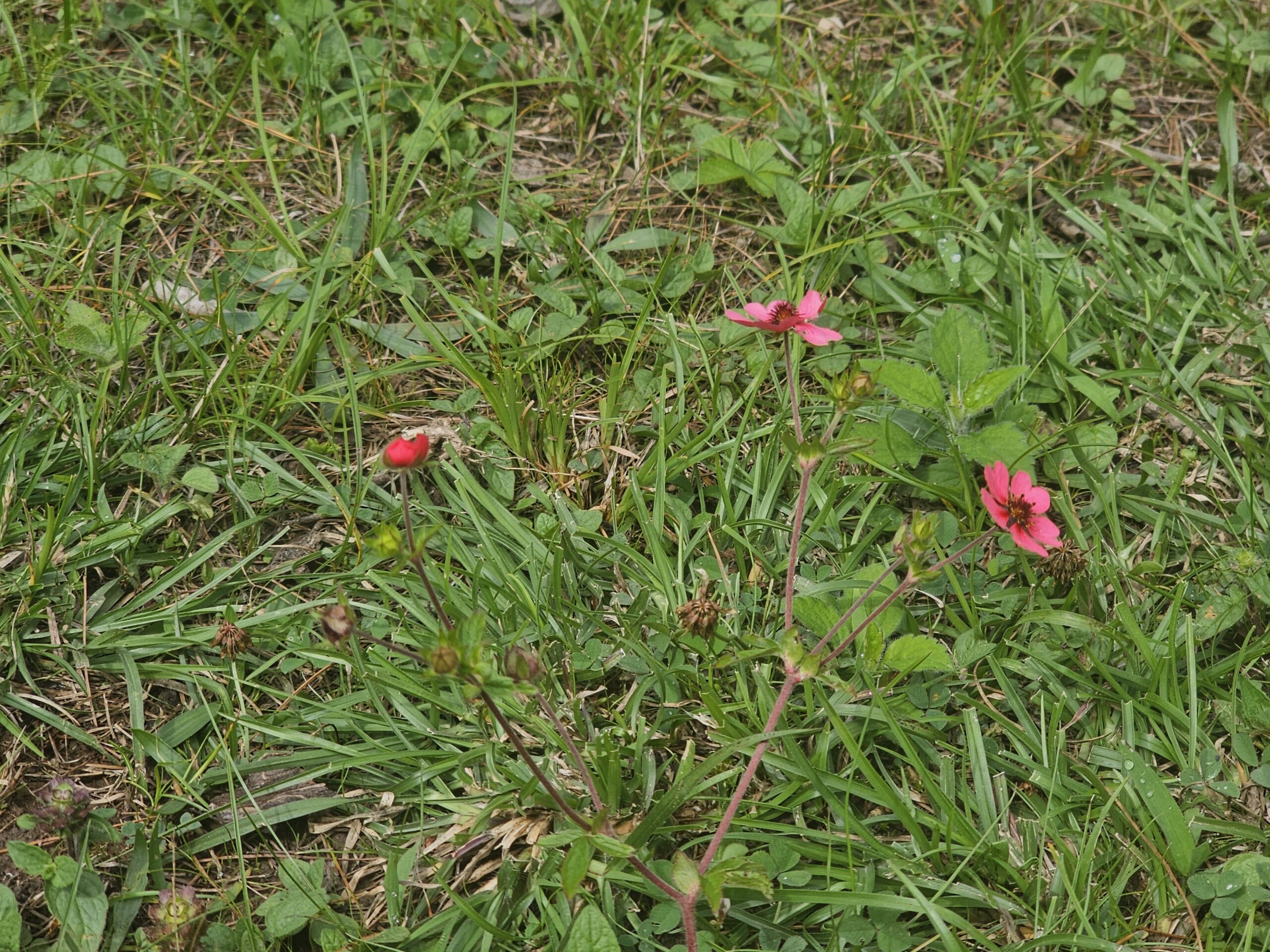 Potentilla nepalensis Hook., Exot.- Dori Ghas (डोरी घास)  