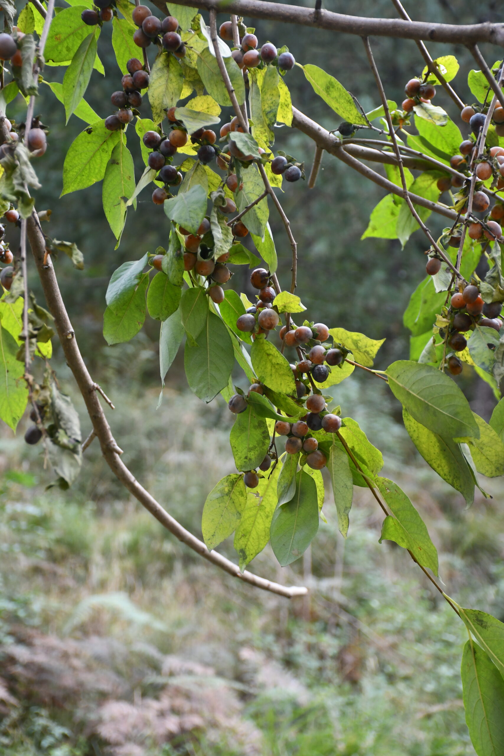 Diospyros lotus L. Amlok (एमलोक)