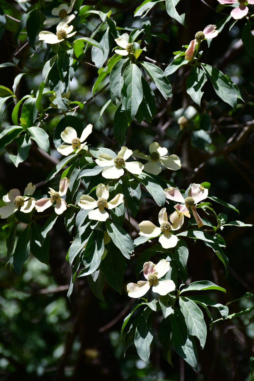 Cornus capitata Wall. in Roxb- Dharyambal (धर्यामब्ल), Thalma.