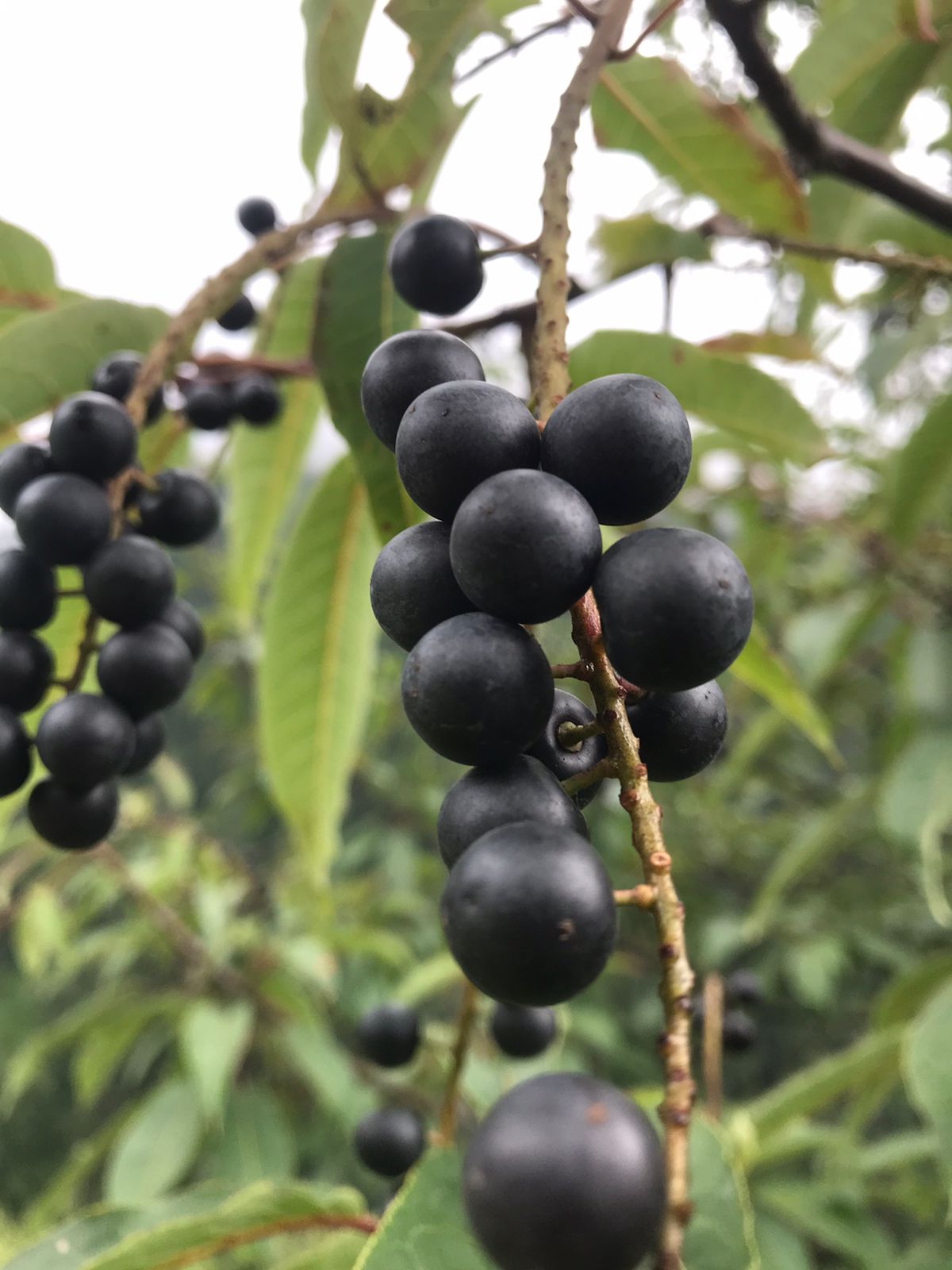 Prunus cornuta((Wall. ex Royle) Steud.- Jammu (जामु)