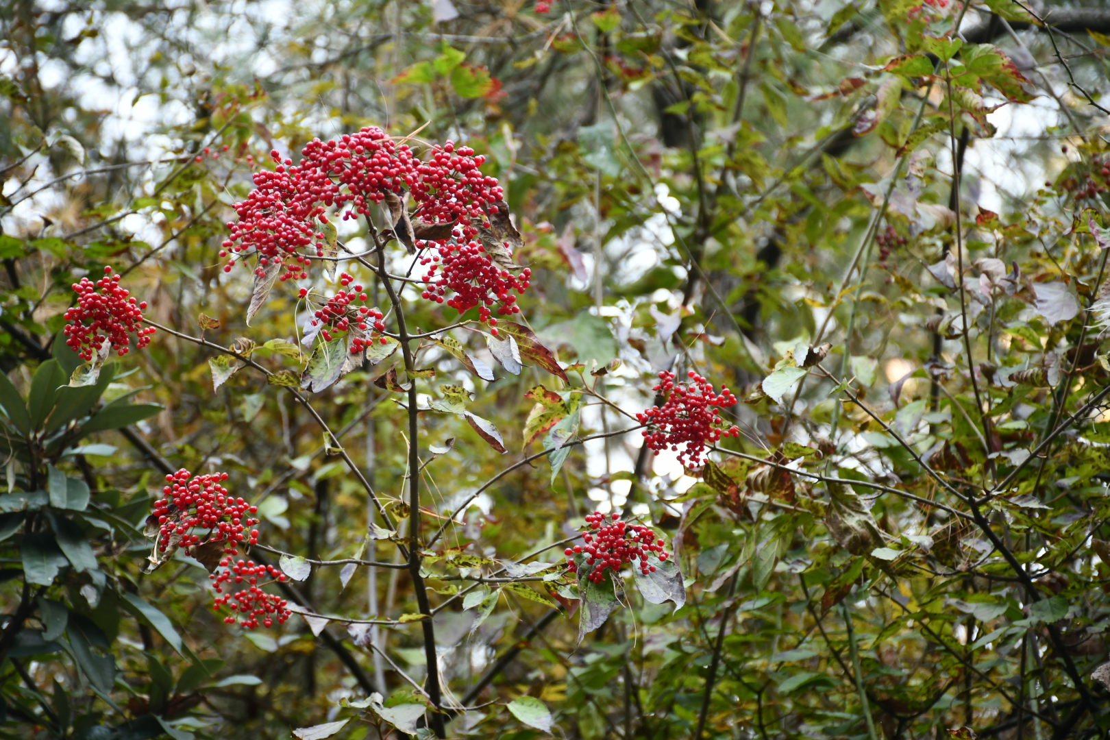 Viburnum mullaha – Buch. -Ham.- Laal maalu(लाल मालु)