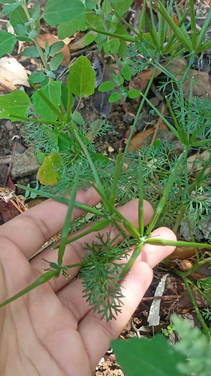 Scandix pecten-veneris L.- Jangli Saunf, Ban Saunf (जंगलीसौंफ).