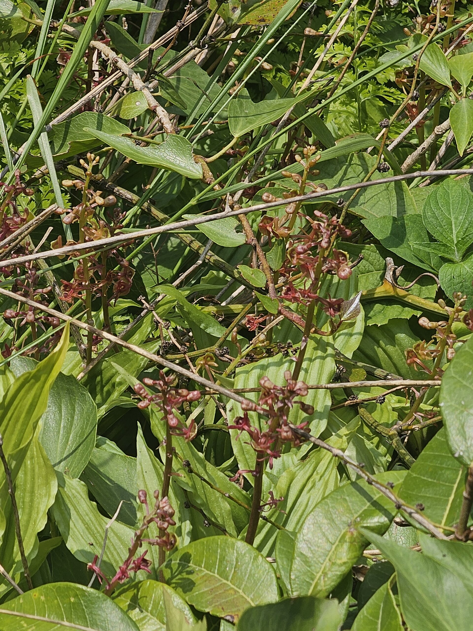 Malaxis acuminata D.Don- Jeevak(जीवक), Jīvya, Jeevakamu, Jeevaka.