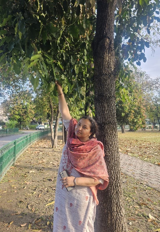 Mimusops elengi L. —  Molshree (मौलश्री),  Bakul