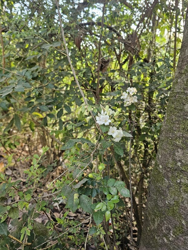 Murraya paniculata (L.) Jack- Bleechee  (ब्लीच्छे)