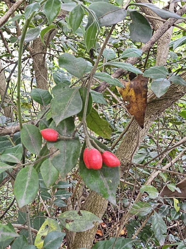 Murraya paniculata (L.) Jack- Bleechee  (ब्लीच्छे)