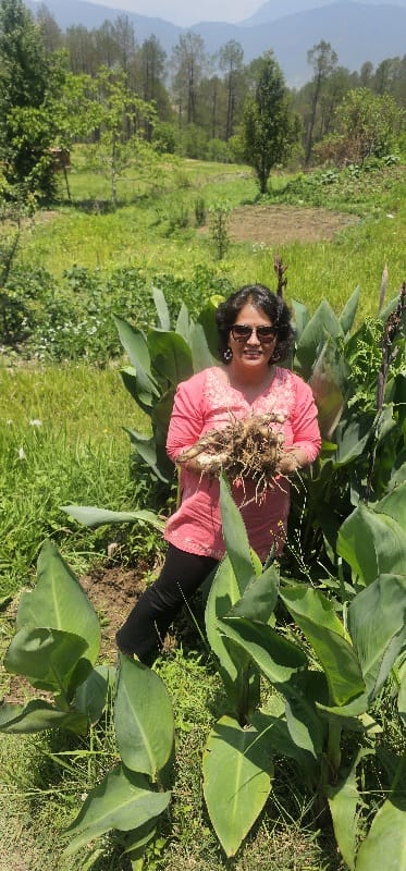 Canna indica L.-  Hari darshan(हरिदर्शन) , Ban canna (बनकन्ना)